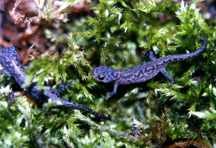 Anfibi d''alta montagna, Spagna-Ichthyosaura alpestris cyreni